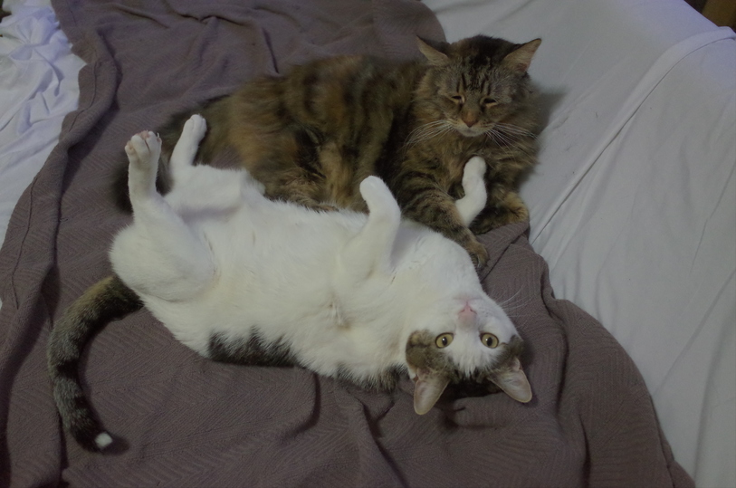 Here are her two cats Penelope and Java, who slept with me on the coach.